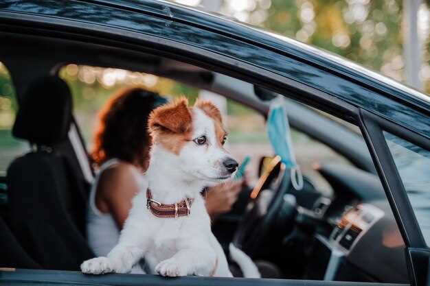 Consejos durante el viaje: mantener a tu mascota tranquila y feliz