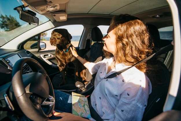 Normativas de seguridad: cómo asegurar a tu mascota en el coche